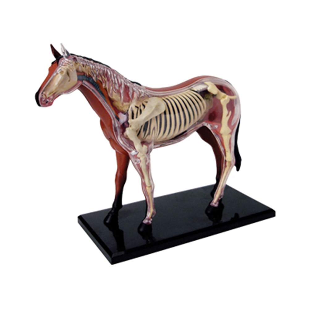 Science Toys Diy - Model anatomi Organ hewan mainan rakitan