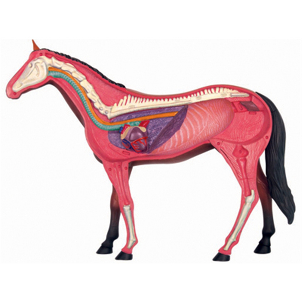 Model anatomi Organ hewan main - Science Toys Diy ulasan dan harga